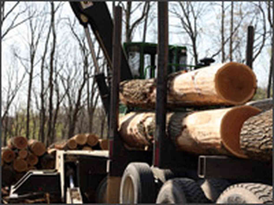 Fresh-cut West Virginia red oak. Fresh-cut West Virginia red oak.