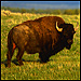 Grass-fed bison. CREDIT: Jeff Vanuga, Corbis