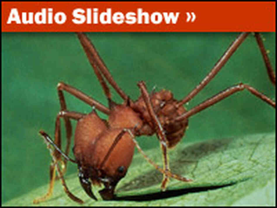 Superorganism Audio Slideshow
