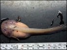 A liparid. A liparid.