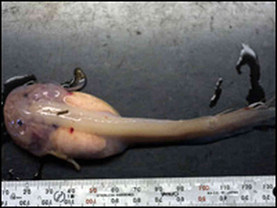 A liparid.