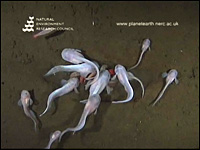 The Liparid Fish At 7,703 meters.