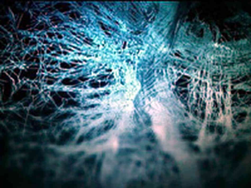 Brain Image by Hanna Damasio Brain Image by Hanna Damasio