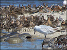 Red knots and other migratory shorebirds feed on horseshoe crab eggs. Credit: Louisa Jonas/WYPR Red knots and other migratory shorebirds feed on horseshoe crab eggs. Credit: Louisa Jonas/WYPR