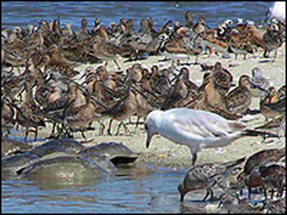 Red knots and other migratory shorebirds feed on horseshoe crab eggs. Credit: Louisa Jonas/WYPR