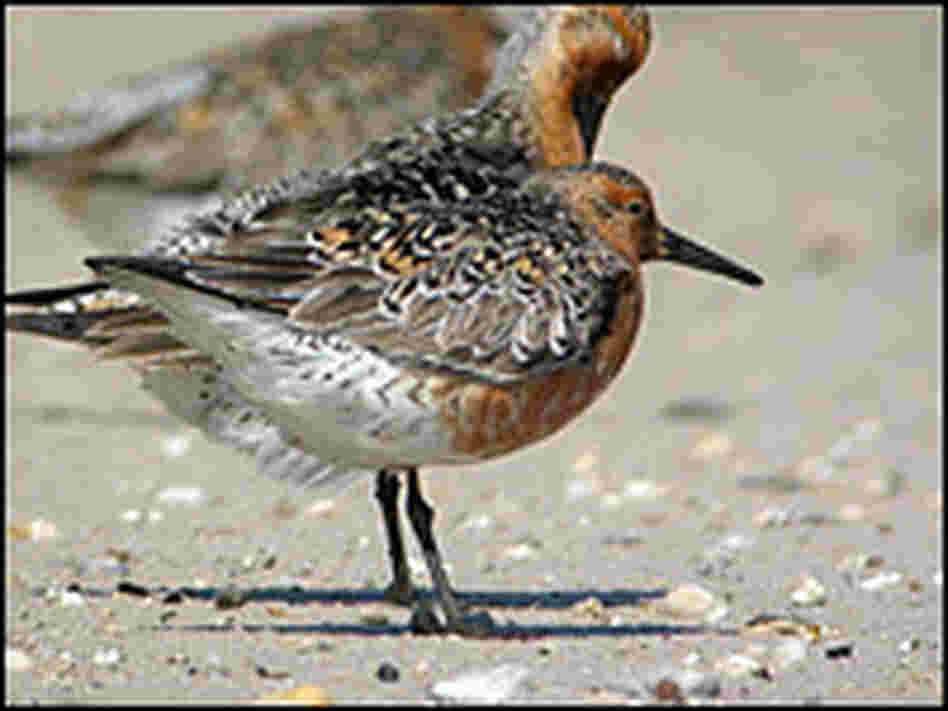 A red knot. Credit: Louisa Jonas/WYPR