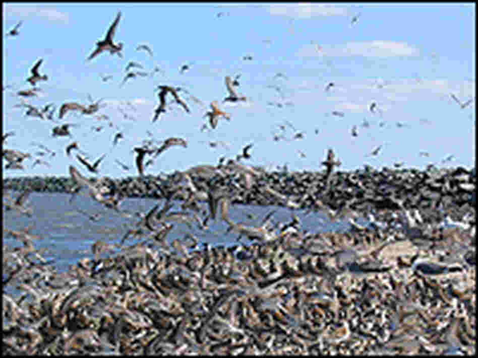 Thousands of migratory birds search for crab eggs. Credit: Louisa Jonas/WYPR