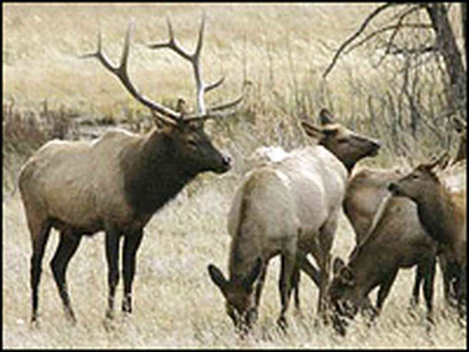 A close look at Elk grazing in Rocky Mountain National Park.