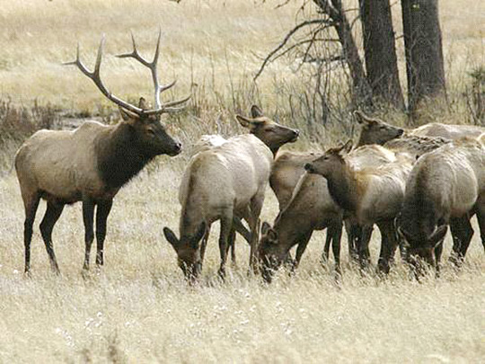 A close look at Elk grazing in Rocky Mountain National Park.