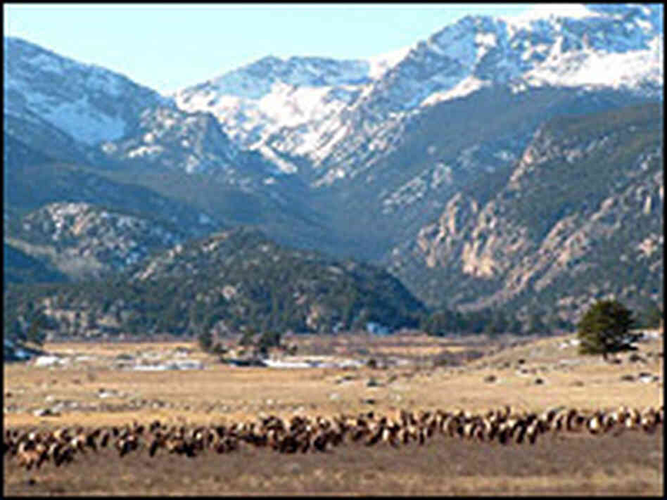 Elk at Rocky Mountain National Park in Colorado.  Larry Selzle/KUNC