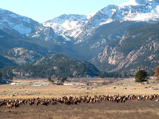 Elk at Rocky Mountain National Park in Colorado.  Larry Selzle/KUNC