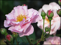 The Heritage Rosarium: A Once-A-Year Experience