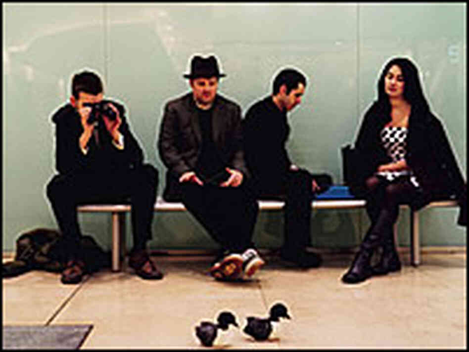 Guillemots Guillemots