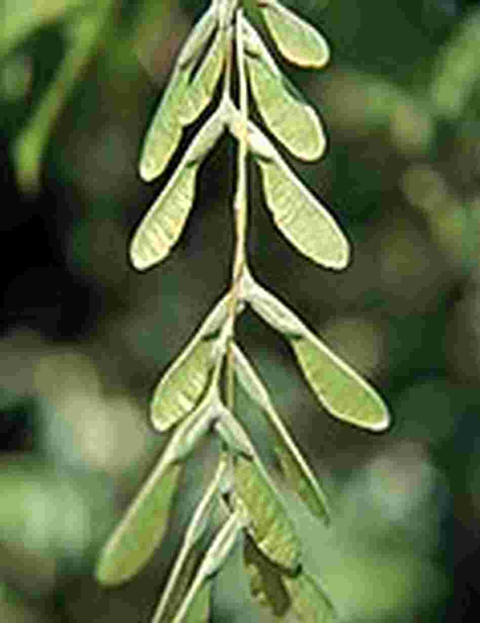 female leaves of a Box Elder tree female leaves of a Box Elder tree