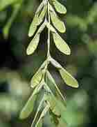 female leaves of a Box Elder tree female leaves of a Box Elder tree