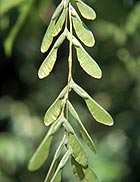 female leaves of a Box Elder tree