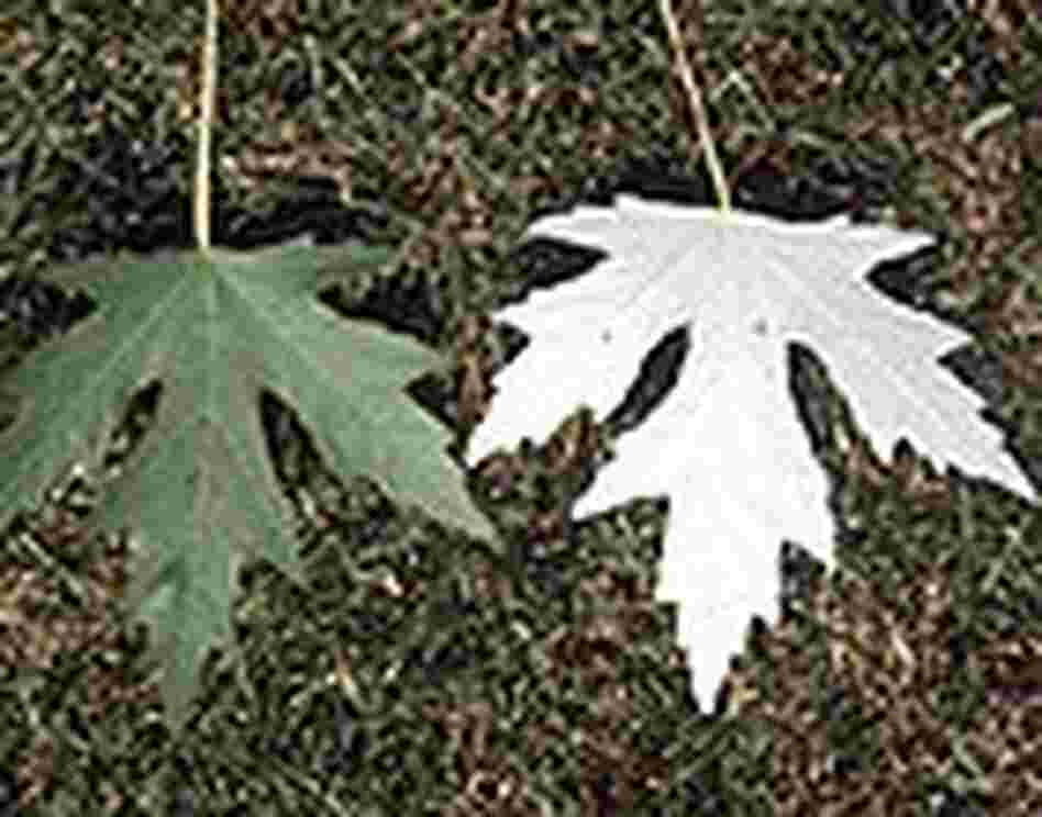 Silver Maple Tree Leaf Silver Maple Tree Leaf