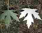 Silver Maple Tree Leaf Silver Maple Tree Leaf