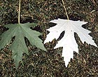 Silver Maple Tree Leaf