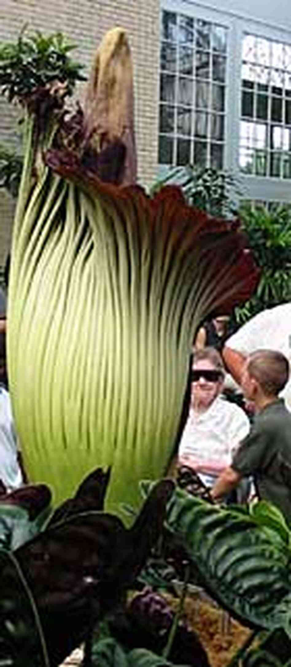 Titan Arum Titan Arum