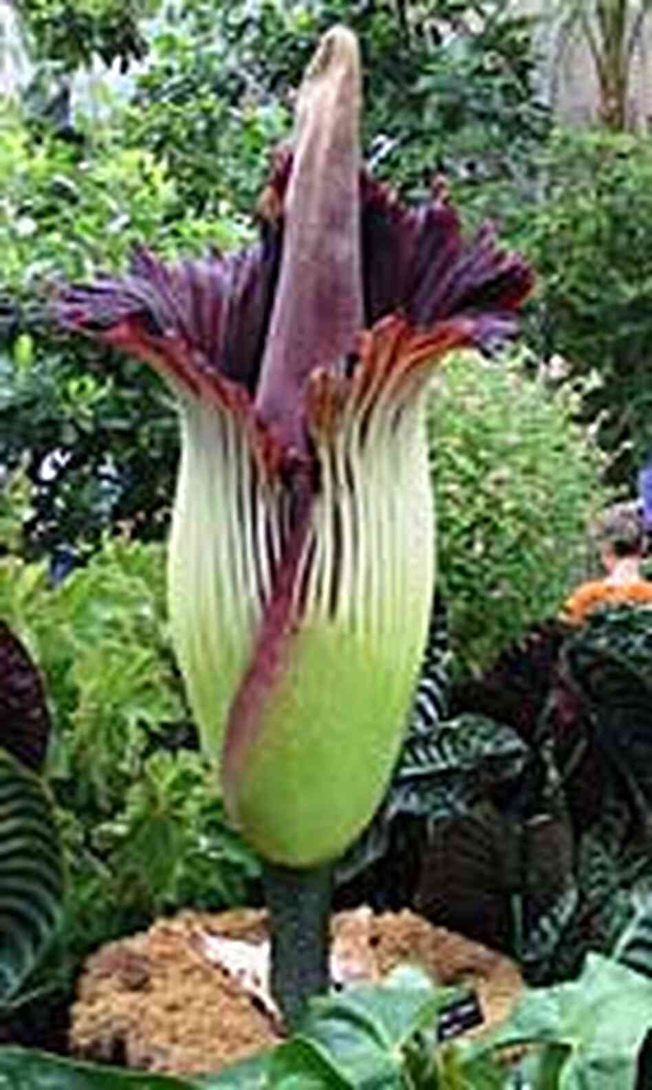 Titan Arum in Full Bloom Titan Arum in Full Bloom