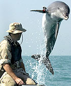 U.S. Navy dolphin during training in the Persian Gulf