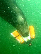 Sea lion with training device underwater