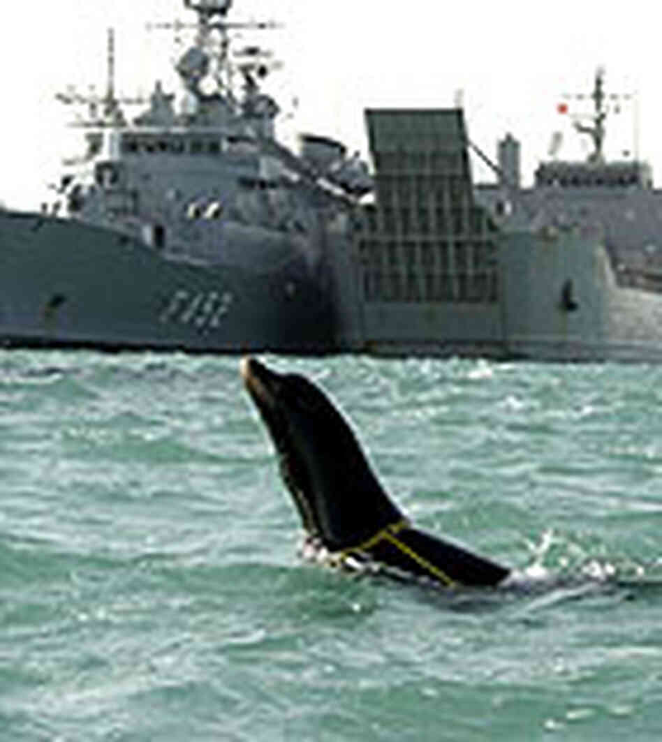 Navy sea lion Navy sea lion