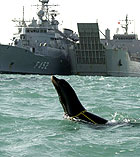 Navy sea lion
