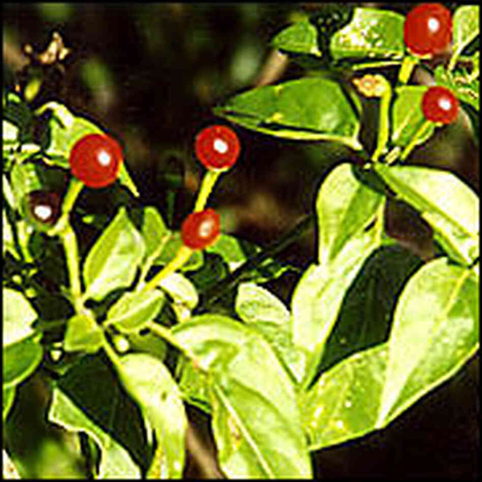 Image of chiltepine growing in the wild. Image of chiltepine growing in the wild.