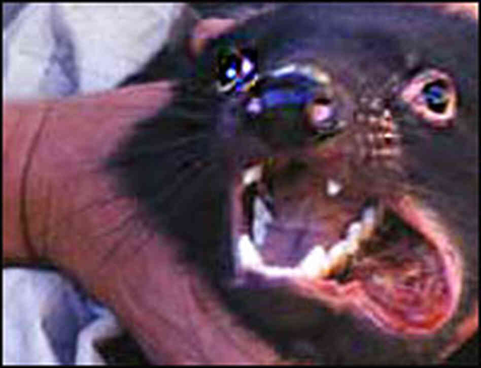 Cancer Could Wipe Out Tasmanian Devils : NPR