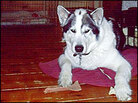 Daniel Pinkwater's older dog, Lulu Daniel Pinkwater's older dog, Lulu