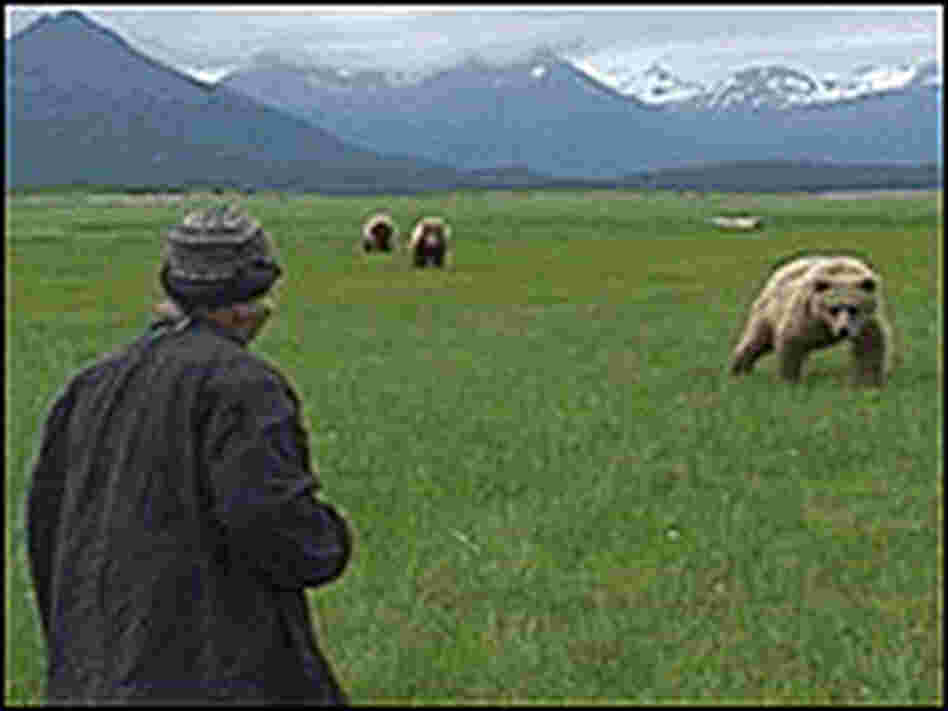 Timothy Treadwell confronts several grizzly bears. Timothy Treadwell confronts several grizzly bears.