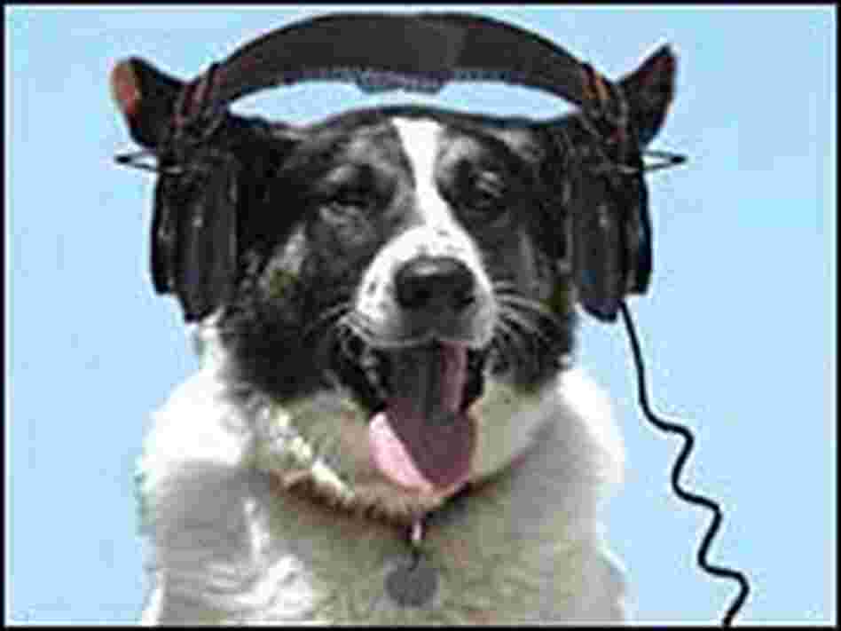 A canine named Hollywood enjoys some tunes. A canine named Hollywood enjoys some tunes.