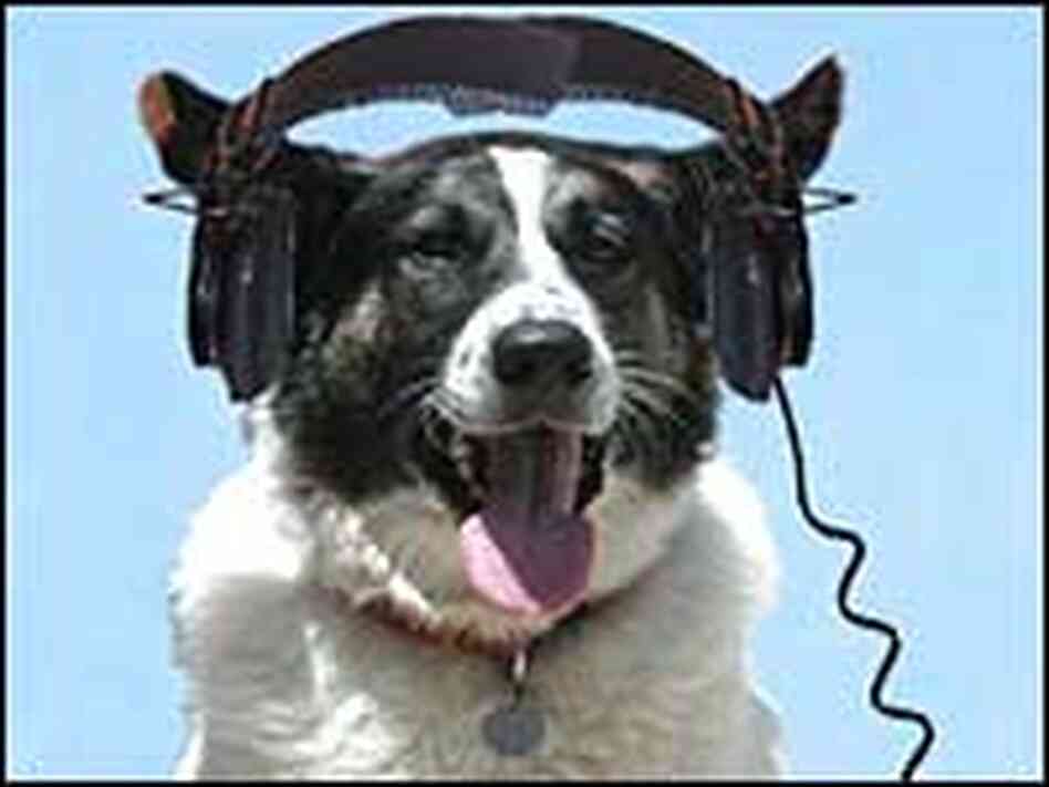 A canine named Hollywood enjoys some tunes. A canine named Hollywood enjoys some tunes.