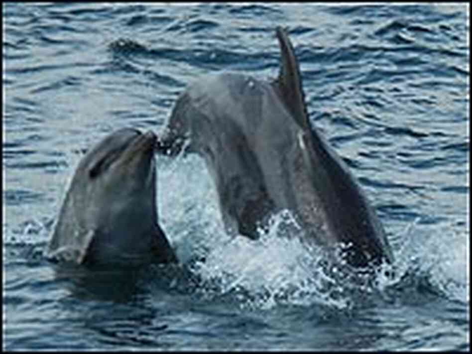 Bottlenose dolphins jumping in the Bosphorus. Bottlenose dolphins jumping in the Bosphorus.