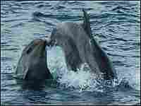 Bottlenose dolphins jumping in the Bosphorus. Bottlenose dolphins jumping in the Bosphorus.