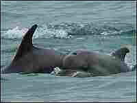 An adult dolphin swims with a 1-to-2-year-old baby dolphin. An adult dolphin swims with a 1-to-2-year-old baby dolphin.