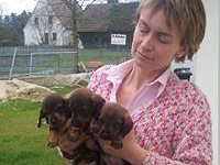 Dachshund breeder Kristina Diez with three new pups.