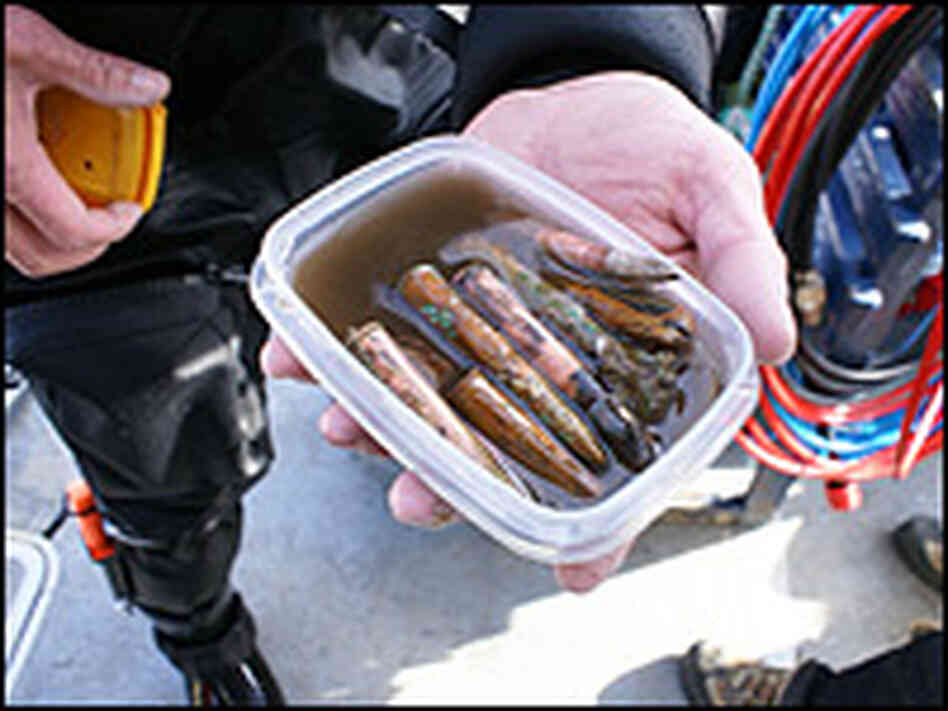 Ammunition from the wreck of the Lusitania. CREDIT: Connie Kelleher