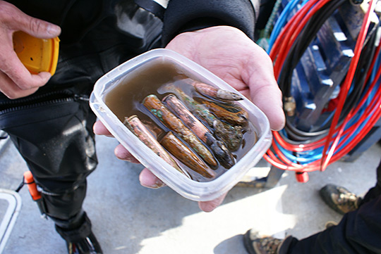 Ammunition from the wreck of the Lusitania. CREDIT: Connie Kelleher