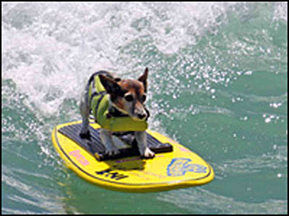 Kia the surfing dog. Credit: Diane Edmonds