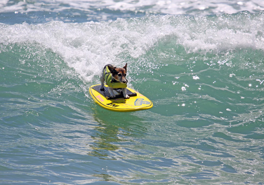 Kia the surfing dog. Credit: Diane Edmonds