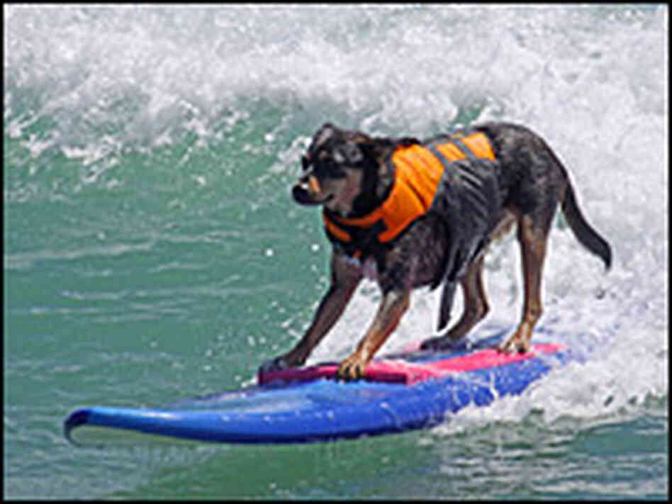 Abbie the surfing dog. Credit: Diane Edmonds
