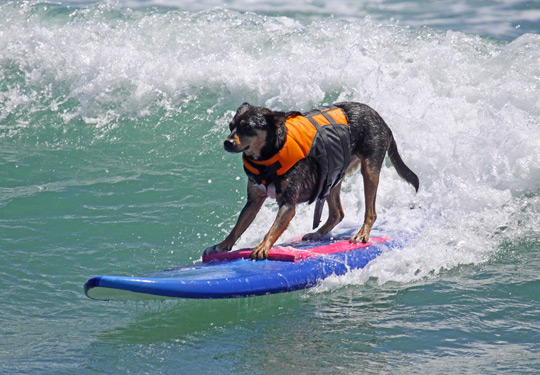Abbie the surfing dog. Credit: Diane Edmonds