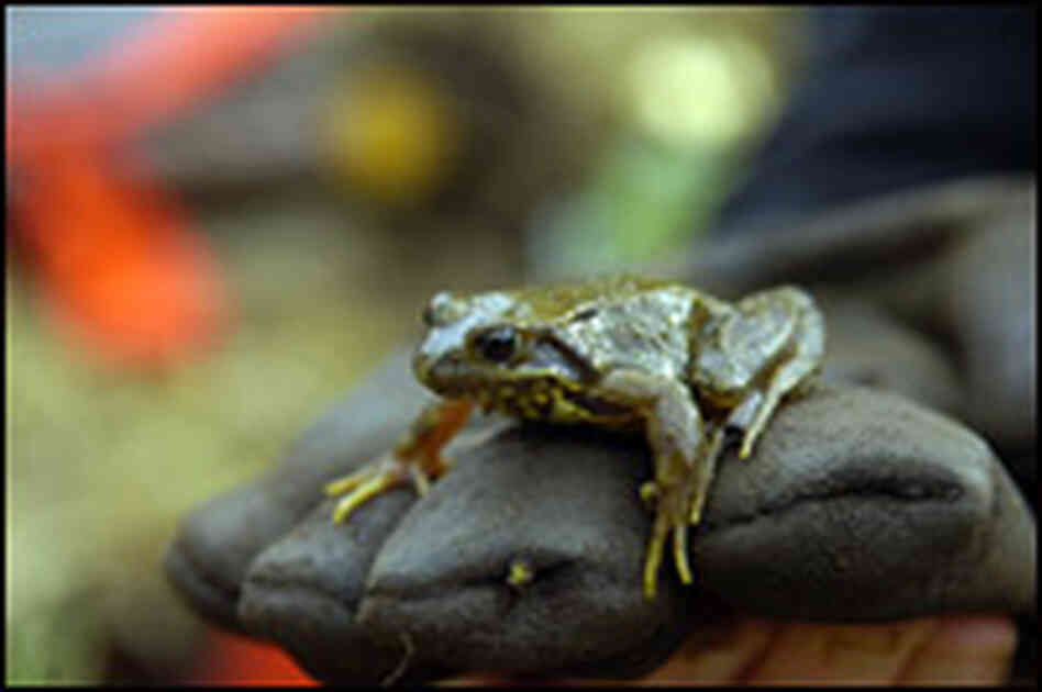 A frog.