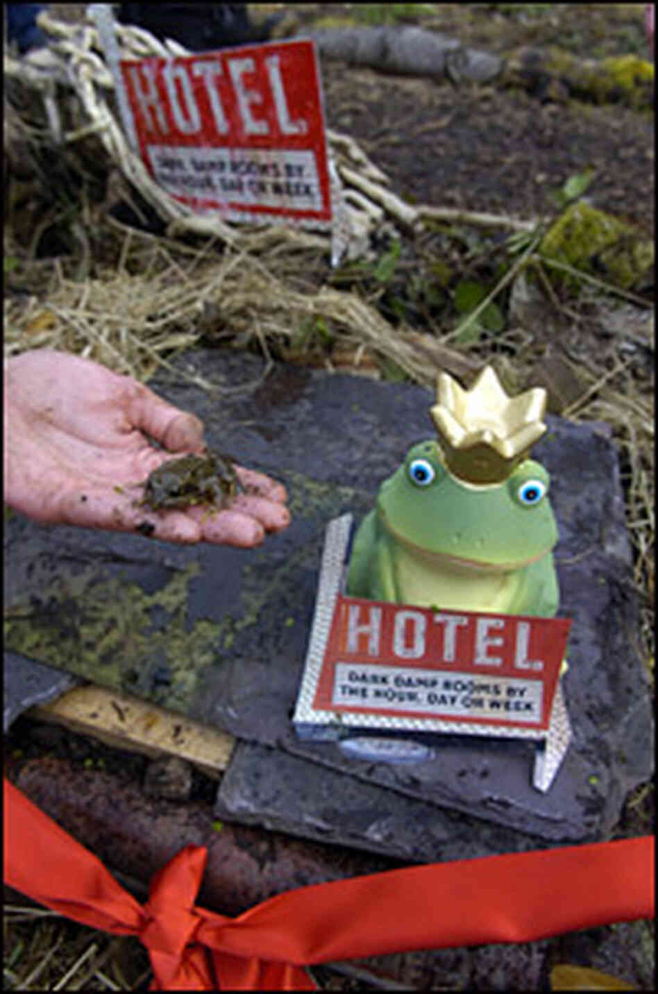 mark jackson edinburgh hotel promotes safe sex for frogs npr mark jackson edinburgh hotel promotes safe sex for frogs npr