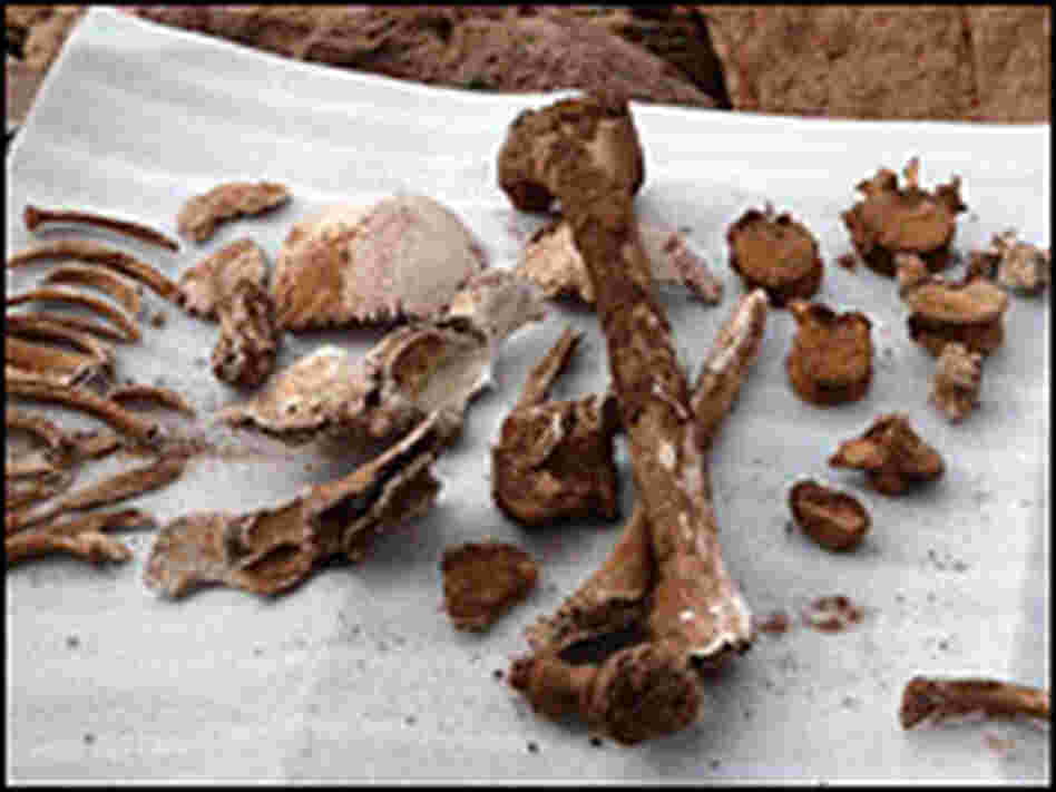 Bones from the gravesite. Vaughn Hadenfeldt/National Geographic Adventure