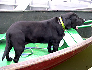 Murphy