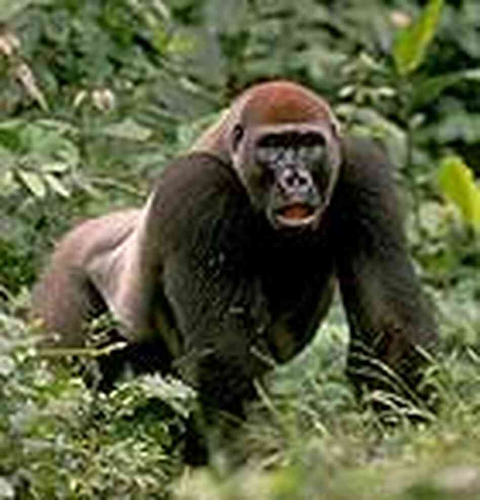 gorilla gorilla